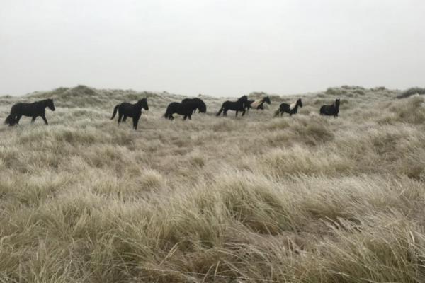 Paarden grazen i de duinen