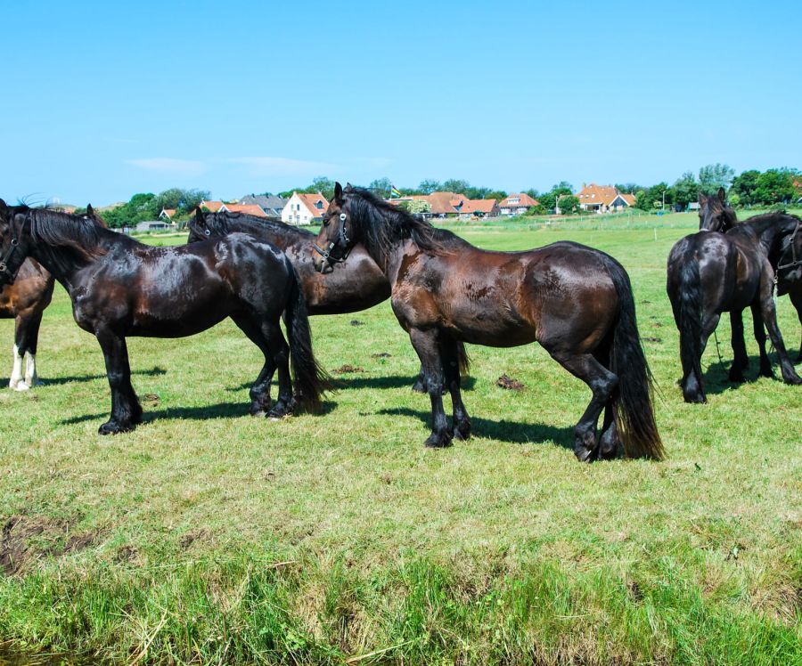 Puur Terschelling Tierwohl