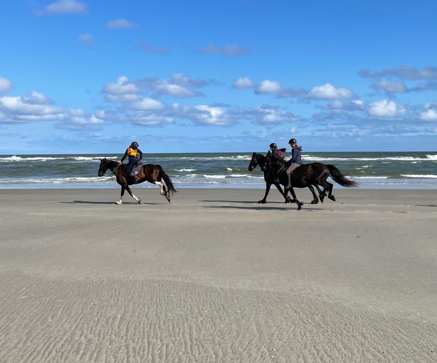 Paarden rennen in draf over het Noordzee strand
