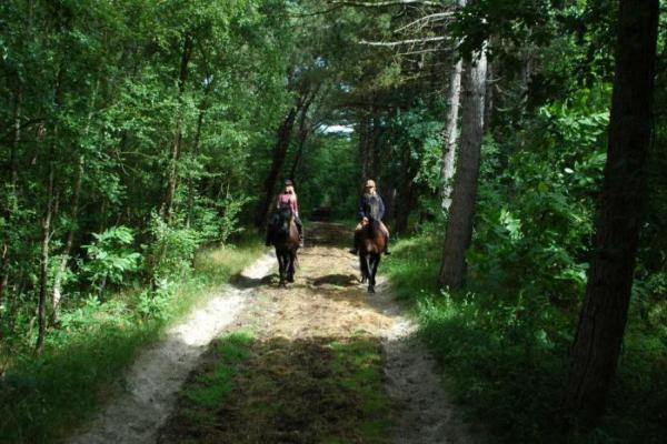 Paardrijden in het bos op Terschelling