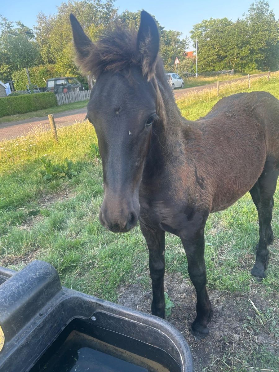 Puur Hilde voorkant