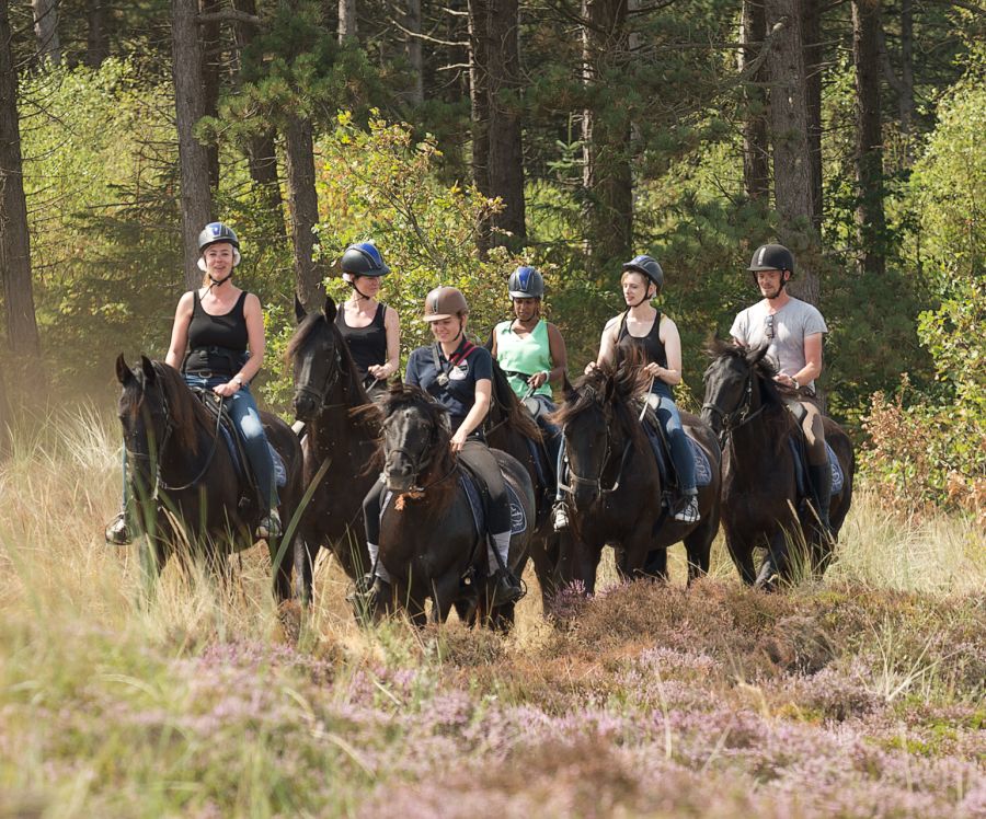 Een groep ruiters rijdt door het bos op Terschelling